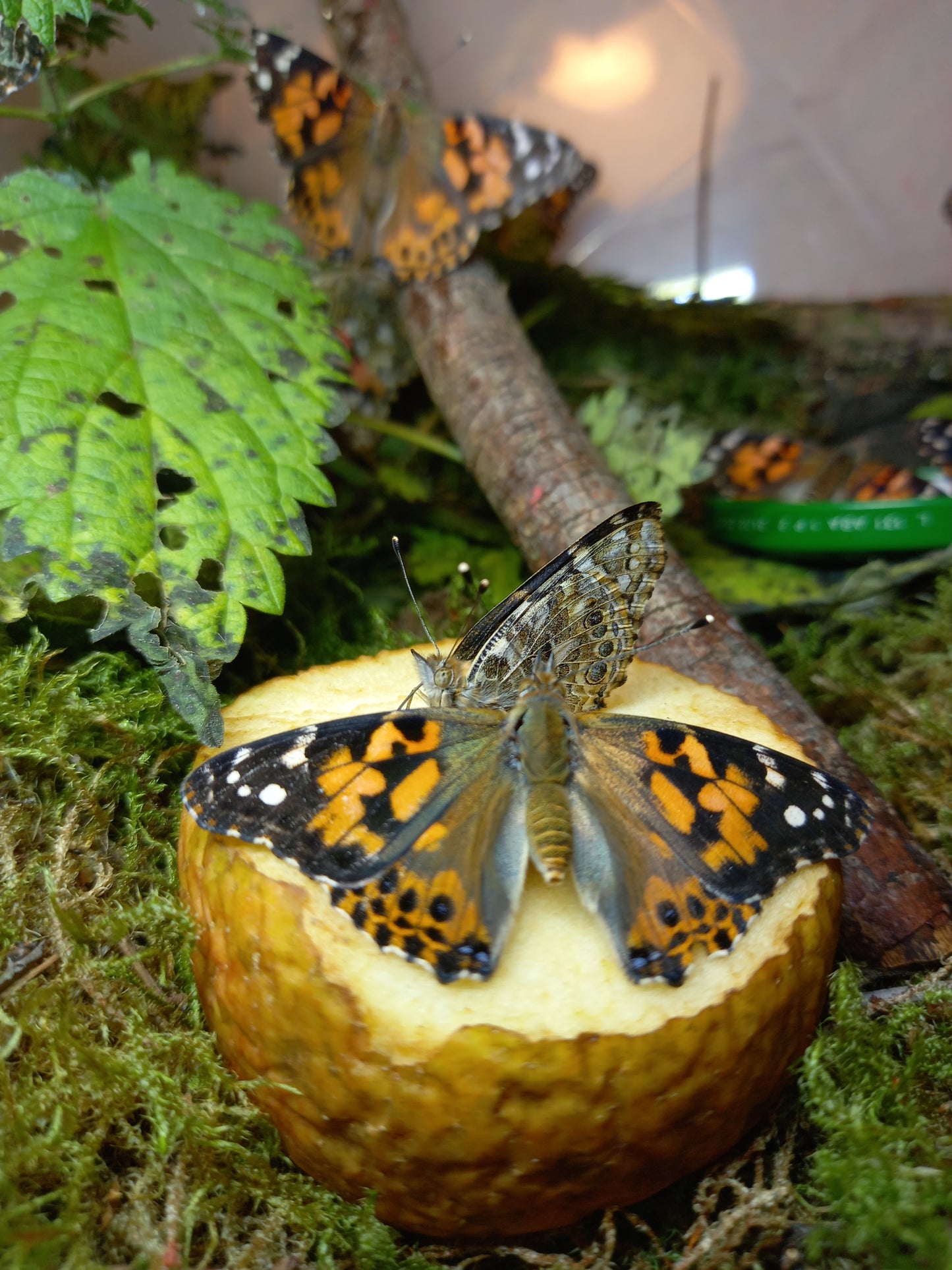 Distelfalter füttern