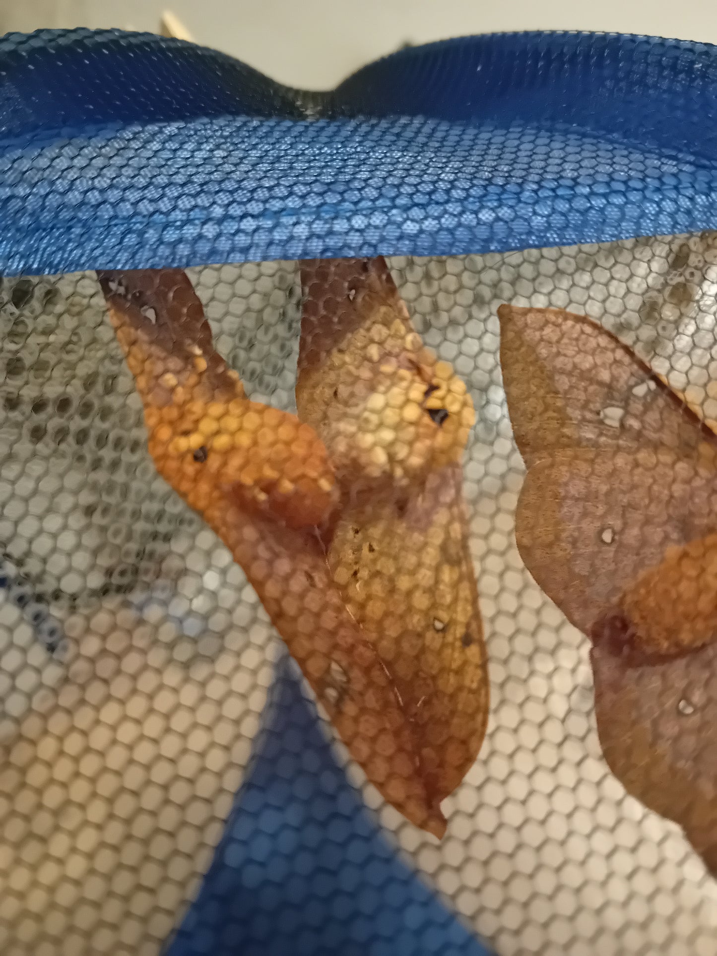 Goldfadenspinner (Cricula jordani/trifenestrata)