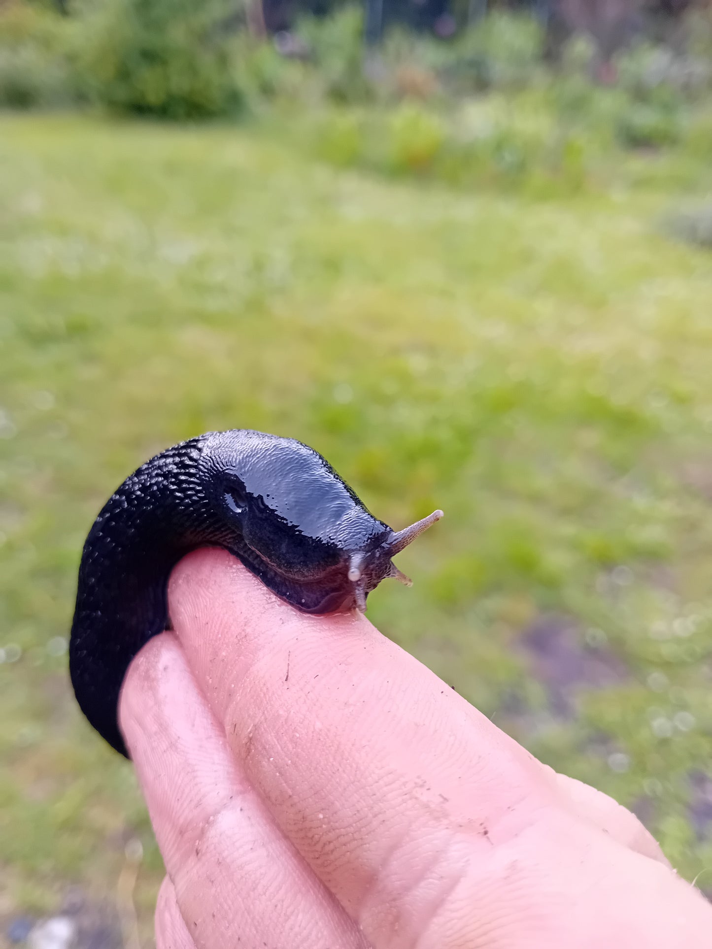 Größte Land-Nacktschnecke der Welt: Schwarzer Schnegel (Limax cinereoniger)