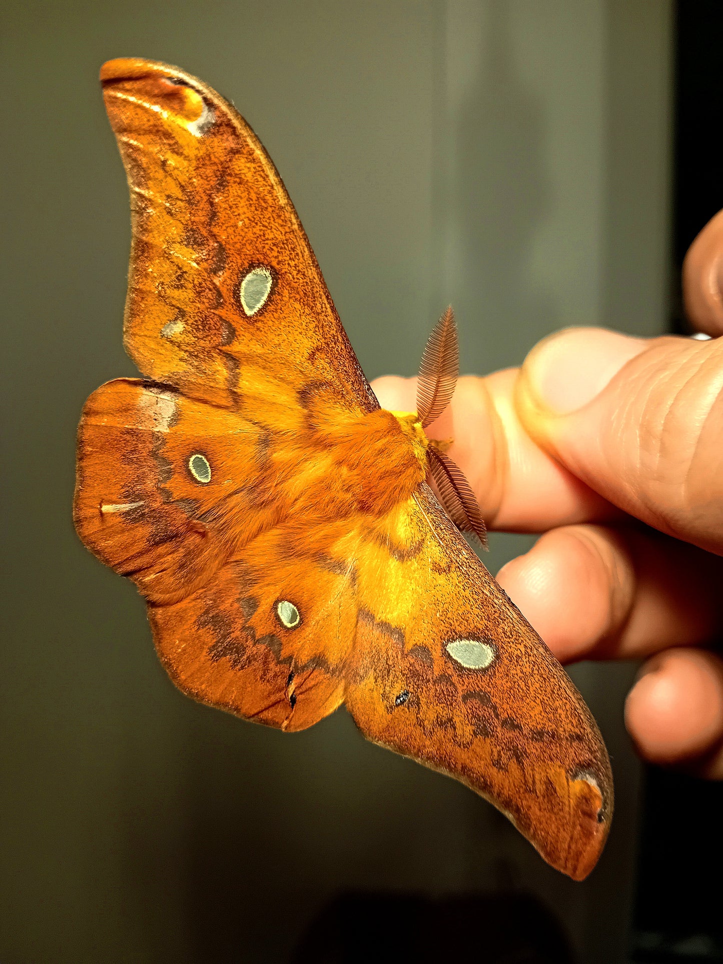 Rhodinia Prachtfalter (Rodinia fugax)