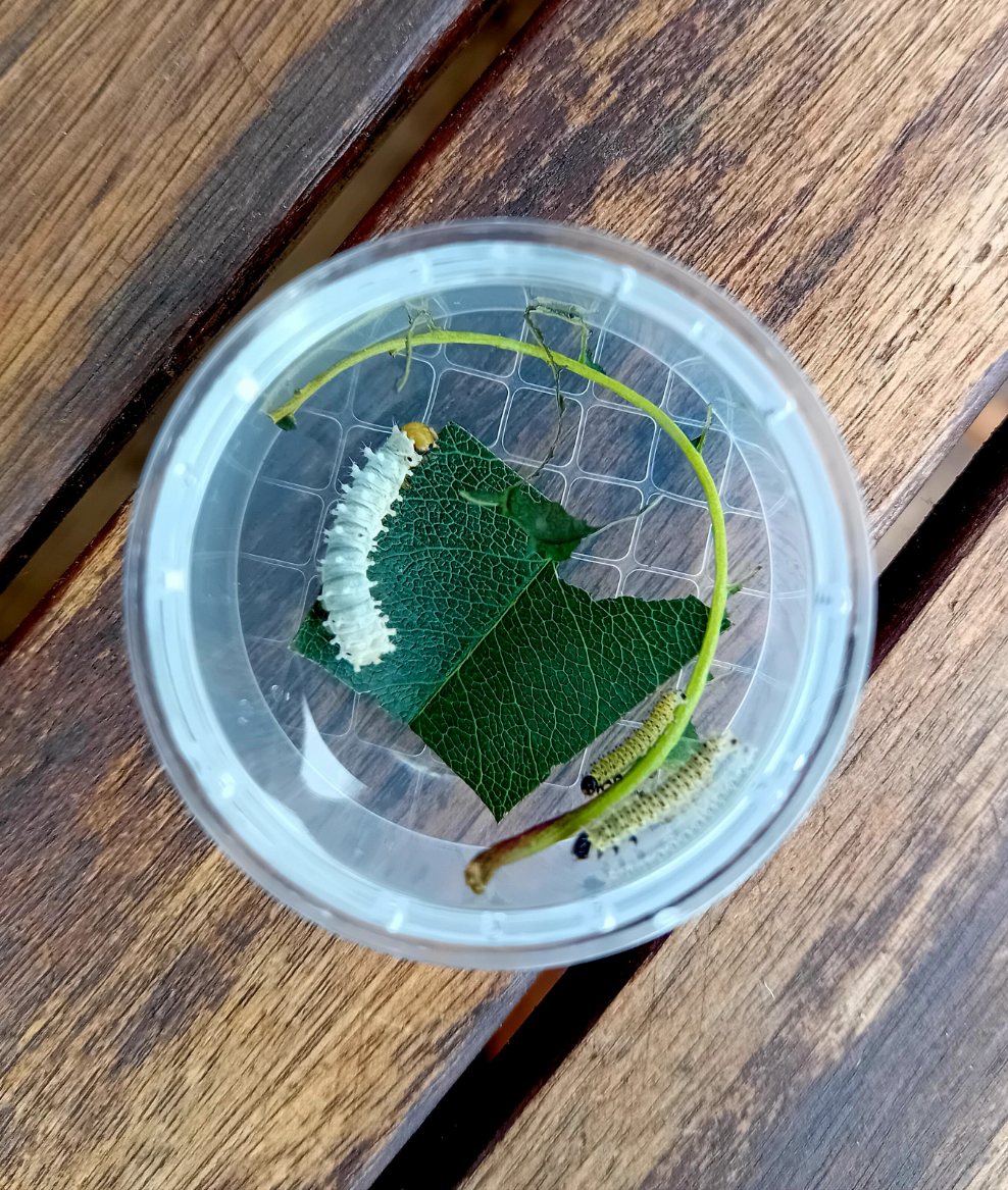 Jungraupen und Eier Behälter