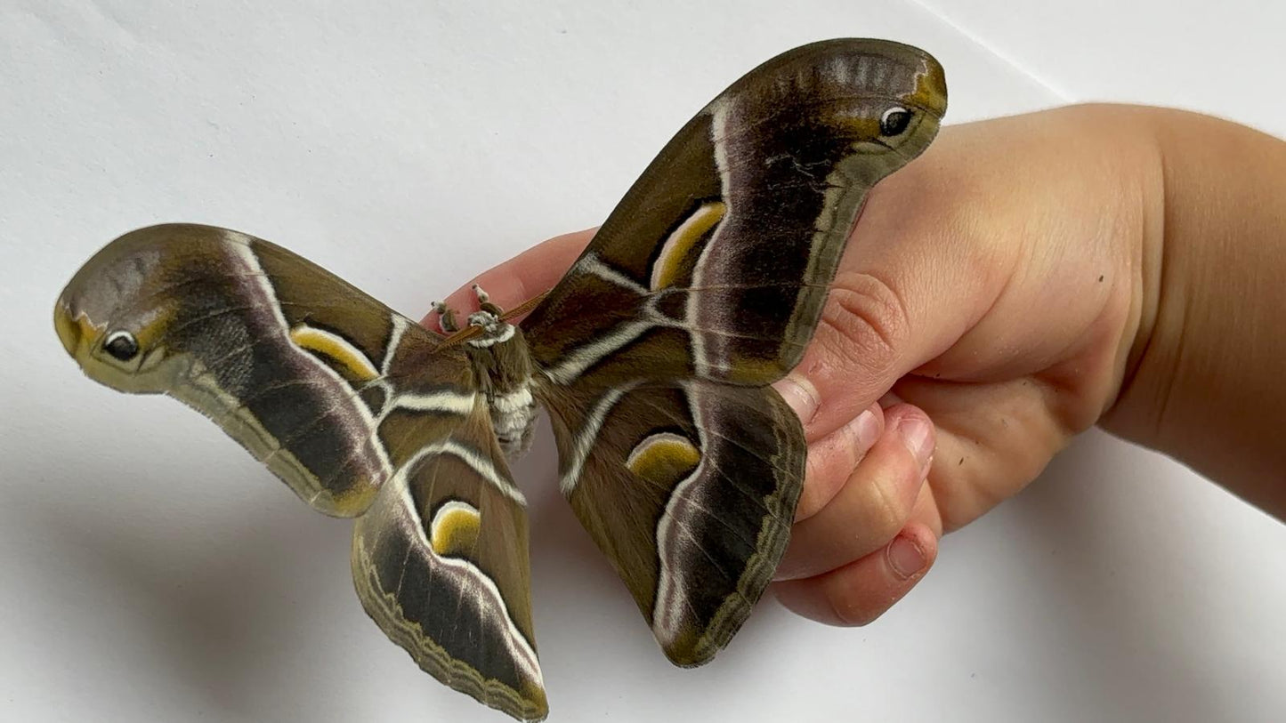 BLUEFEET-Götterbaumspinner (Samia ricini)