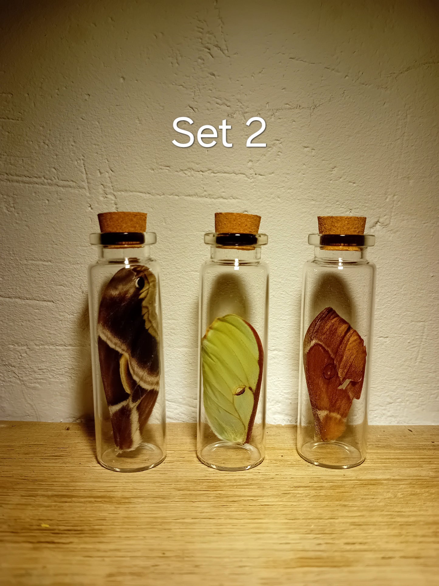 Echte Schmetterlingsflügel im Glas