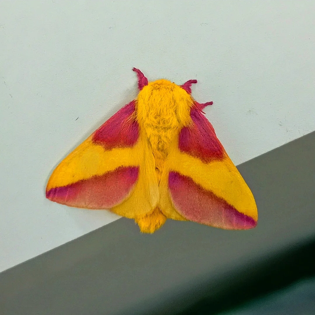 Rosy Maple Moth (Dryocampa rubicunda)
