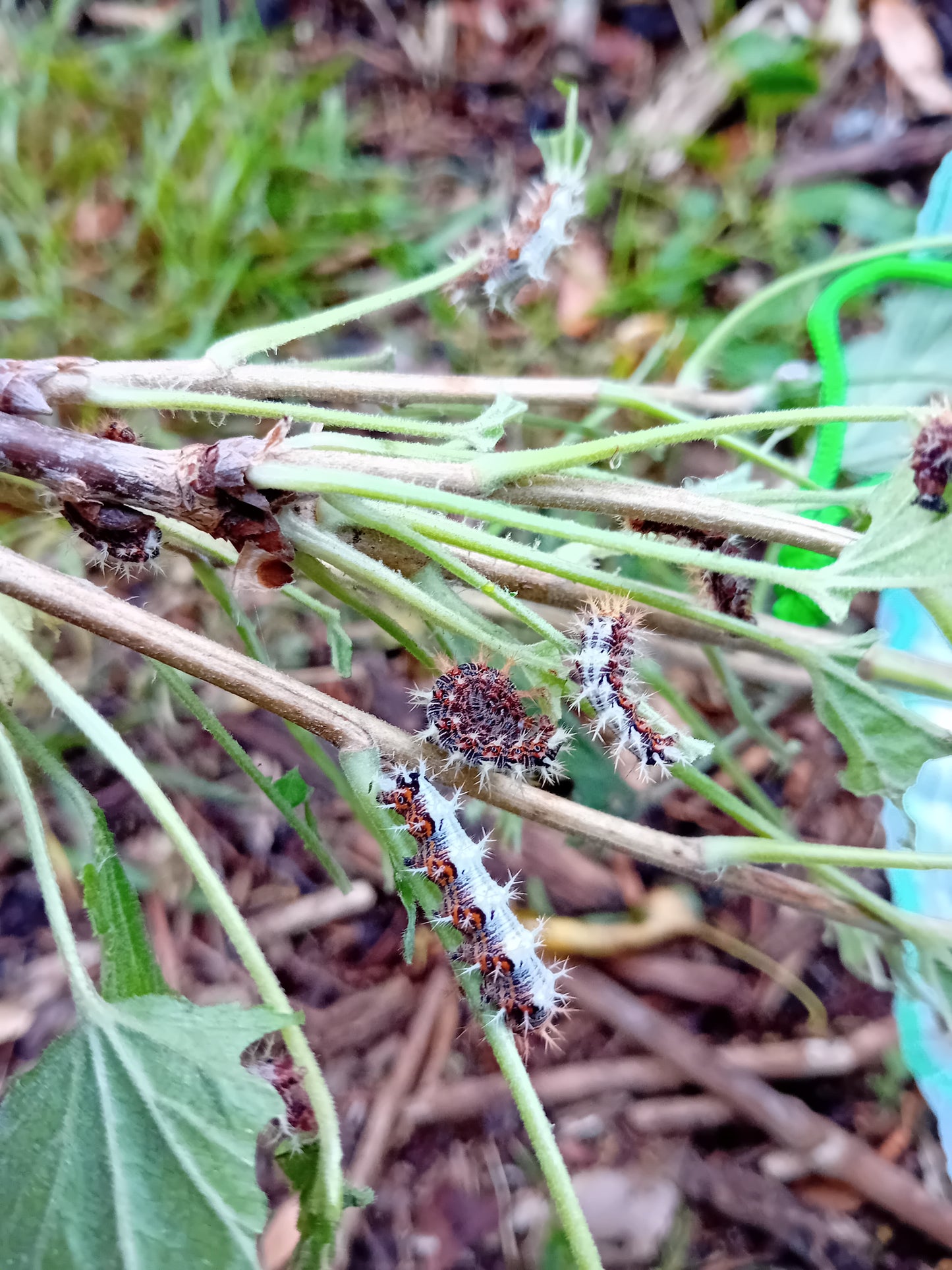 C-Falter (Polygonia c-album)
