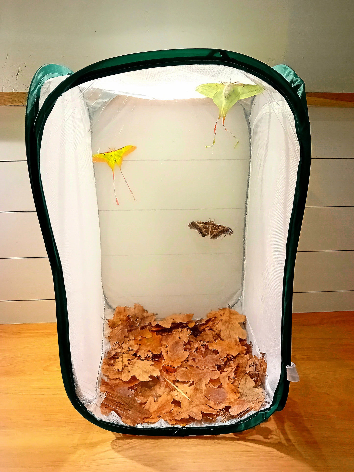 Schmetterlings-Schlüpfset mit Puppen und Netzkäfig