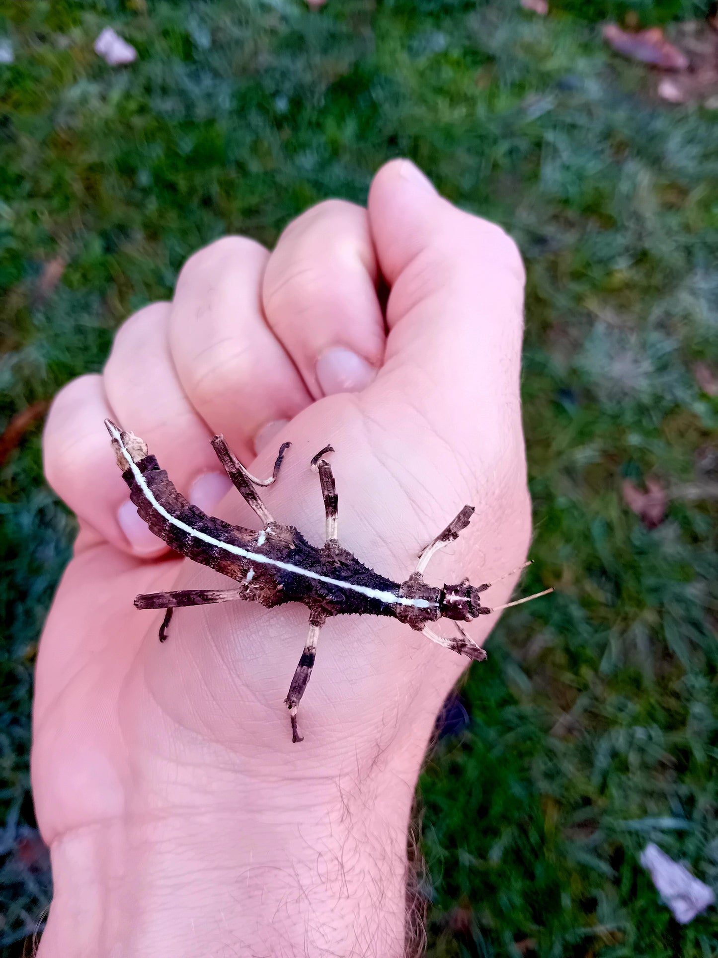 Unerwartete Stabschrecke (Sungaya inexpectata)