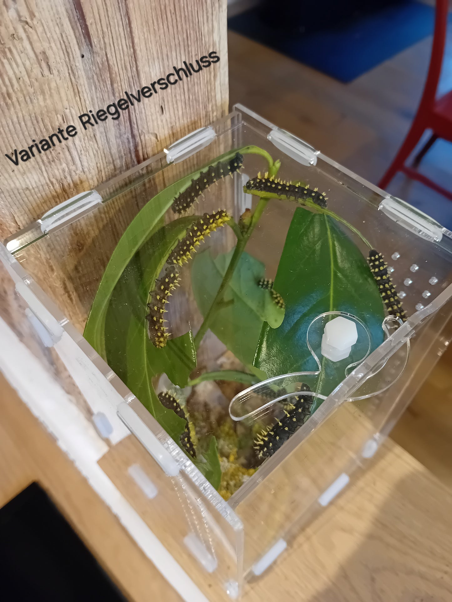 Beobachtungs-Terrarium für Raupen