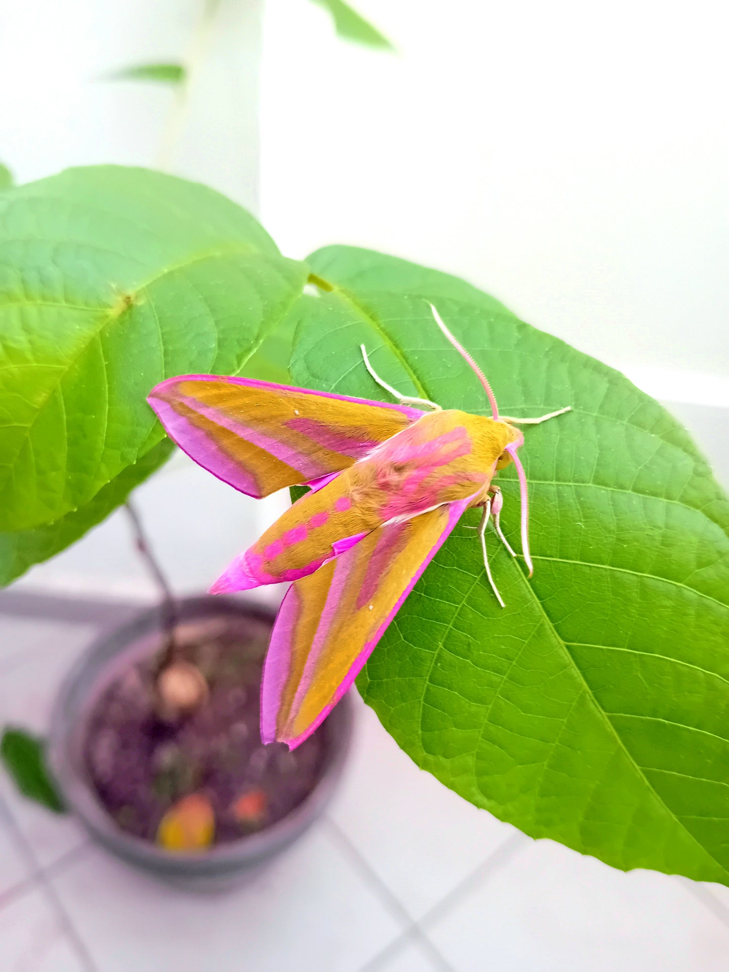 Mittlerer Weinschwärmer (Deilephila elpenor)