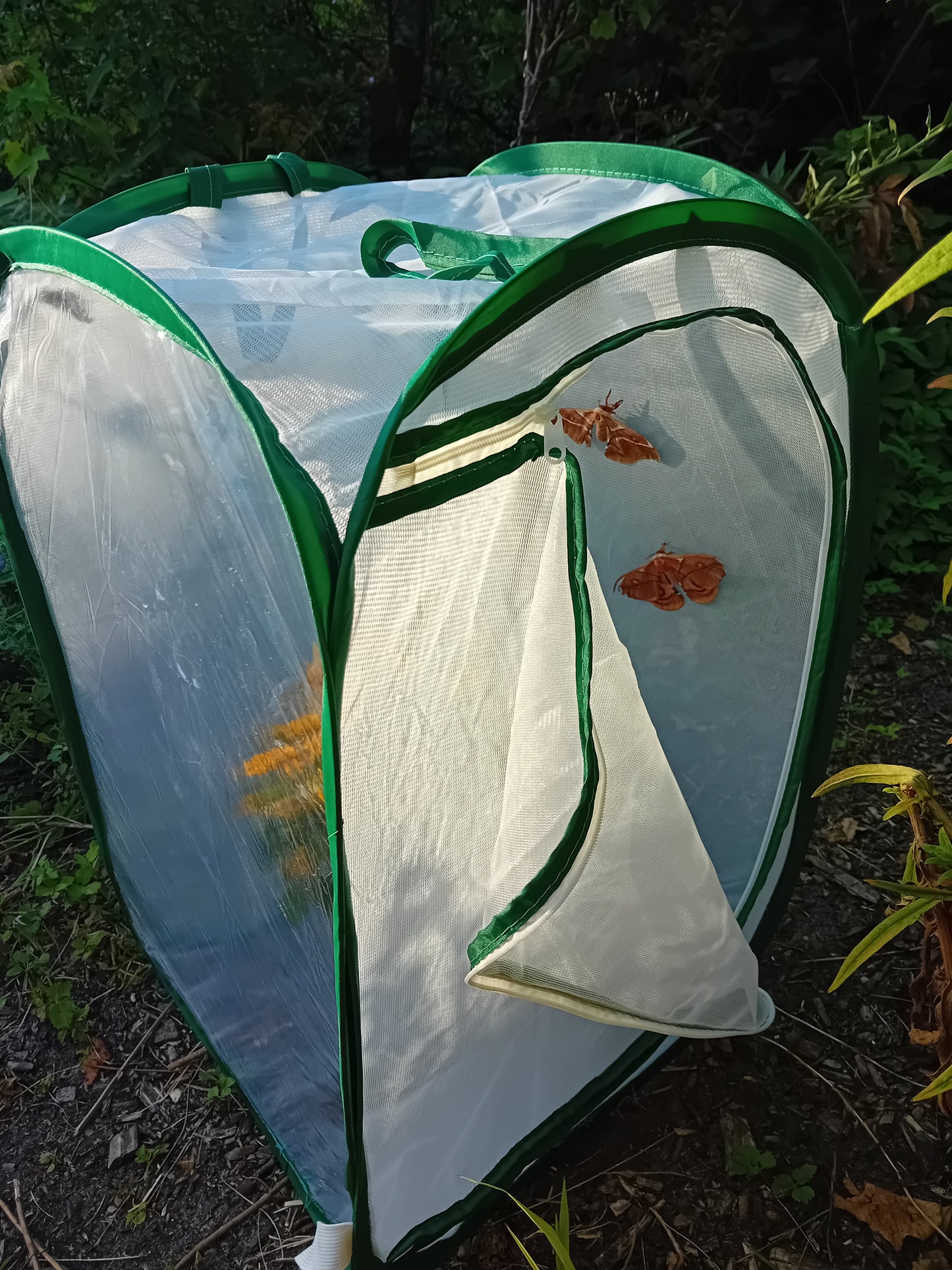 Starterset/Komplettset (Schmetterlinge) mit/ohne Eiern