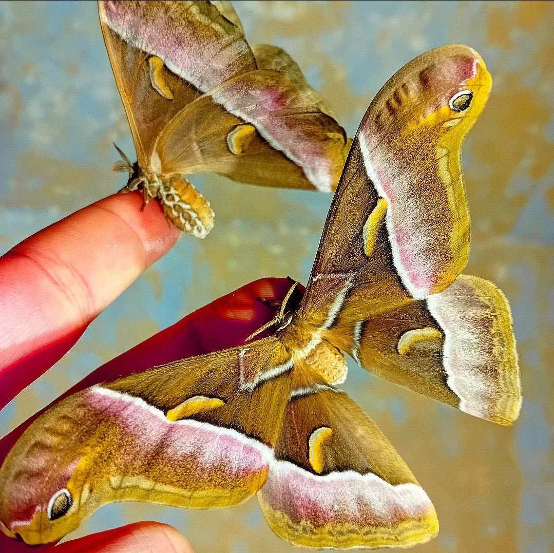 Rosa Luzon-Seidenspinner (Samia luzonica)