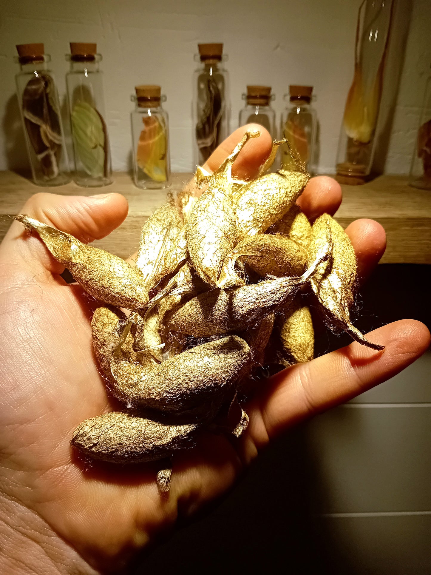 Rothschildia lebeau (inca)