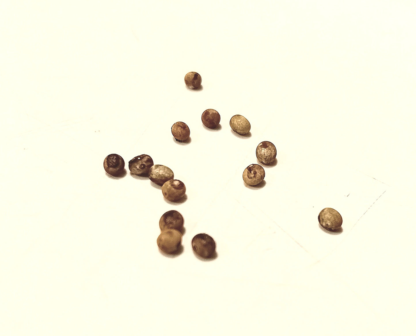 Indischer Mondspinner (Actias selene)