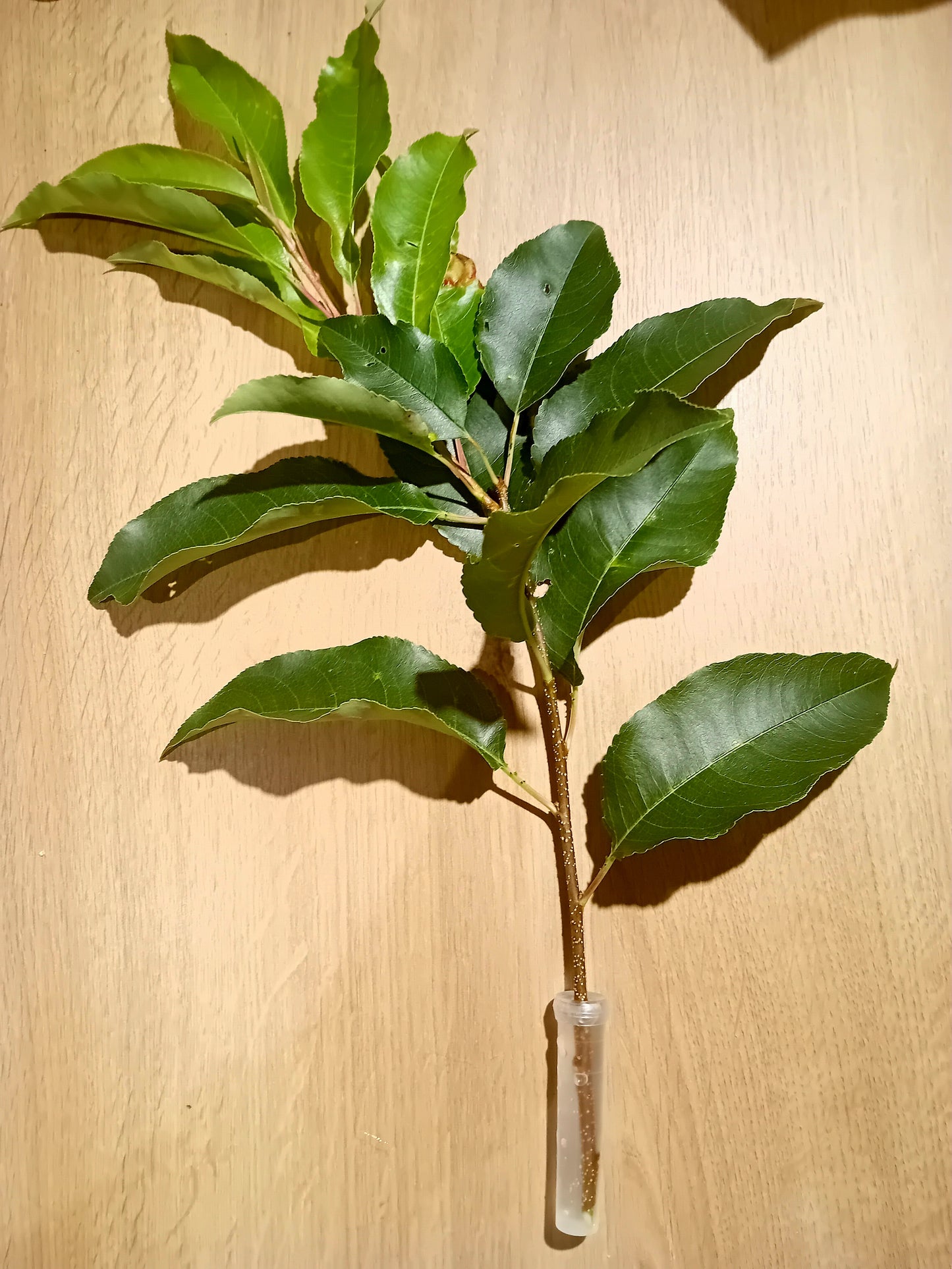 Futterröhrchen mit Silikondeckel