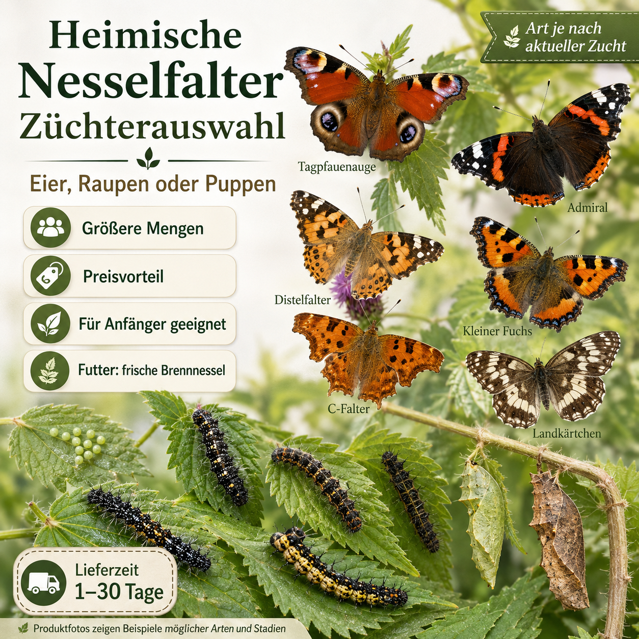 Zufällige Art (heimisch/Nesselfalter)