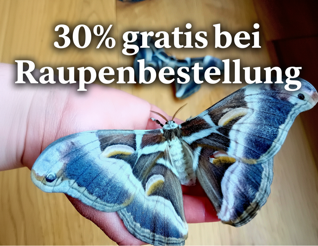 Götterbaumspinner (Samia ricini)