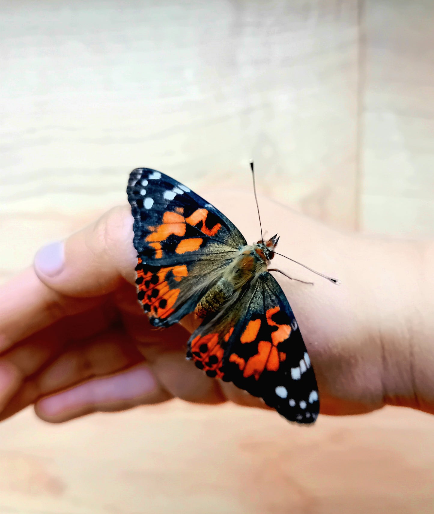 Distelfalter (Vanessa cardui)