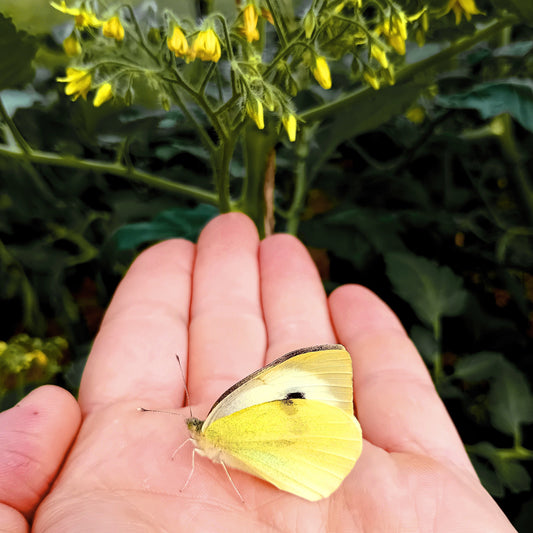 Kohlweißling (Pieris brassicae / rapae)