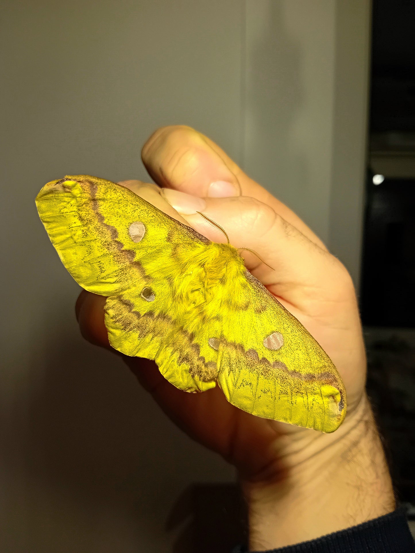 Rhodinia Prachtfalter (Rodinia fugax)