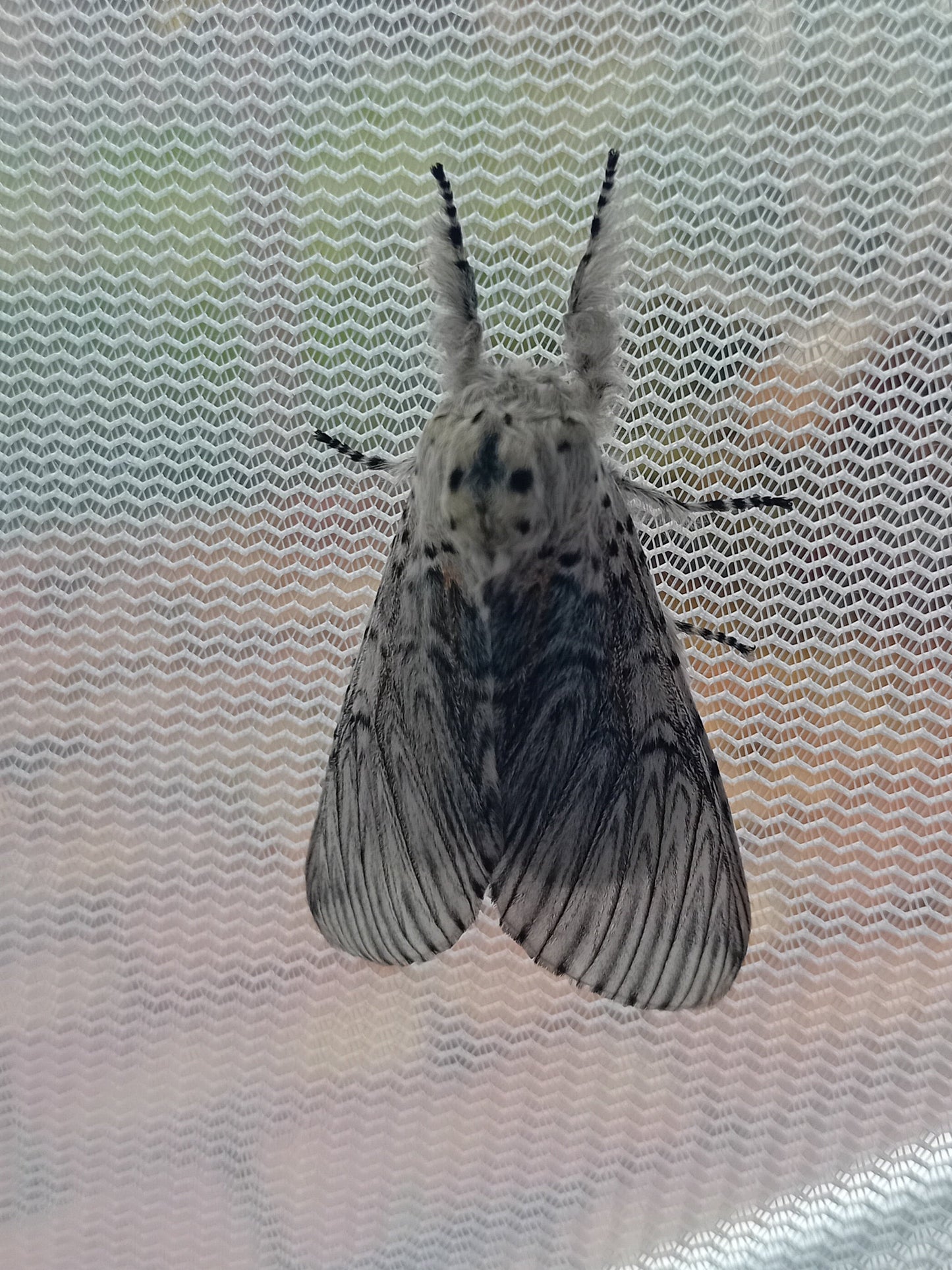 Gabelschwanz (Cerura vinula)