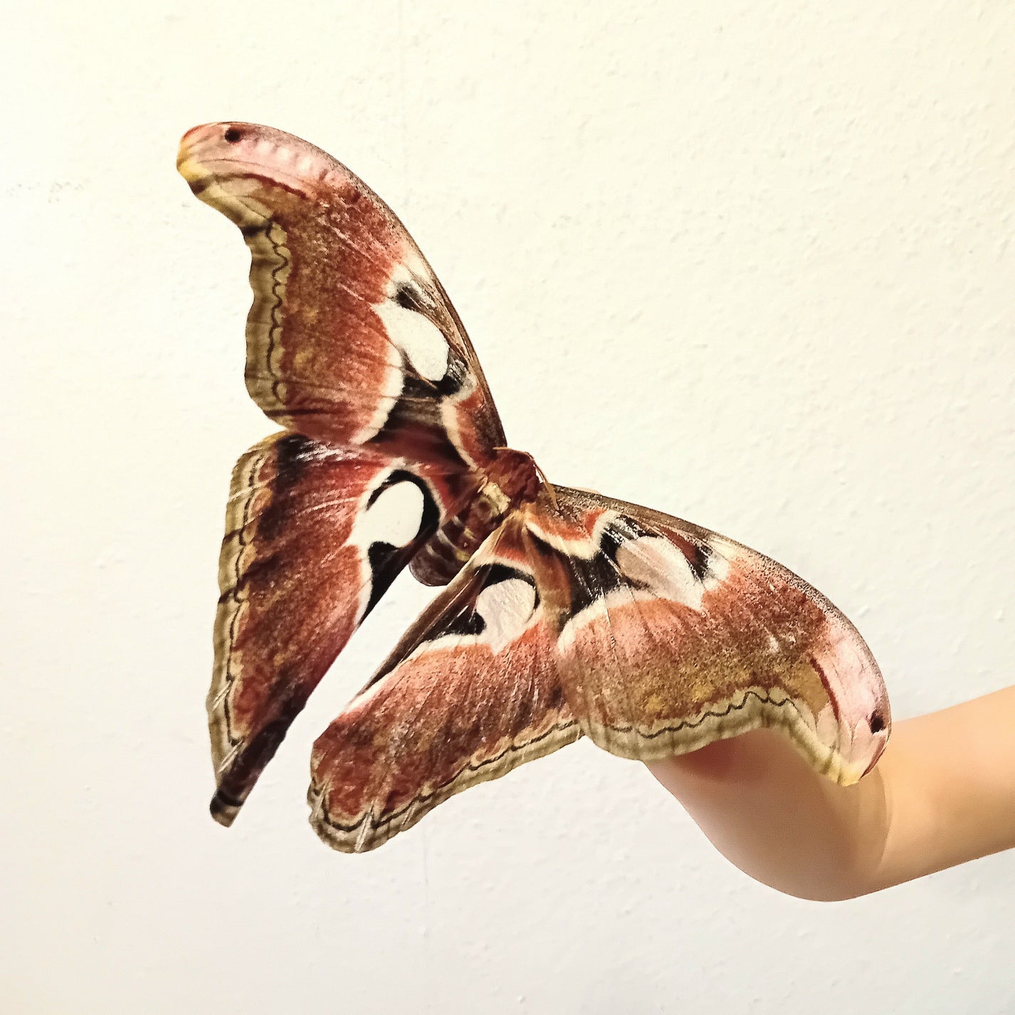 atlasspinner-kaufen-insektitaet