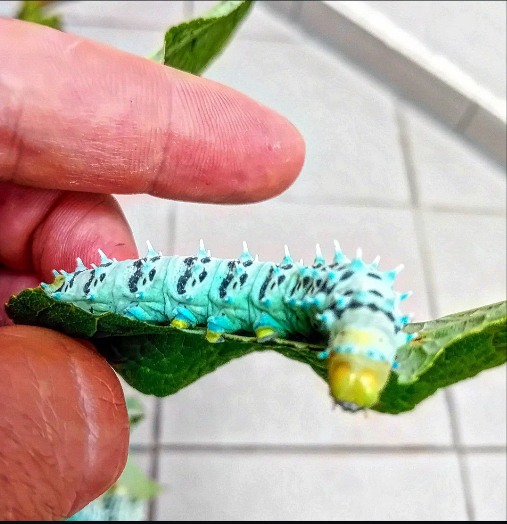 BLUEFEET-Götterbaumspinner (Samia ricini)