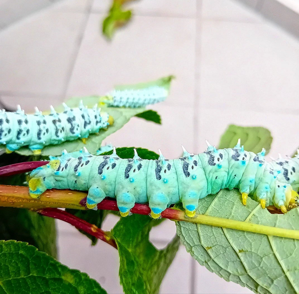 BLUEFEET-Götterbaumspinner (Samia ricini)