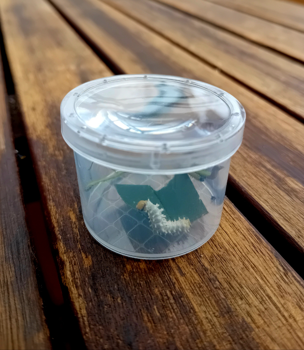 Jungraupen und Eier Behälter