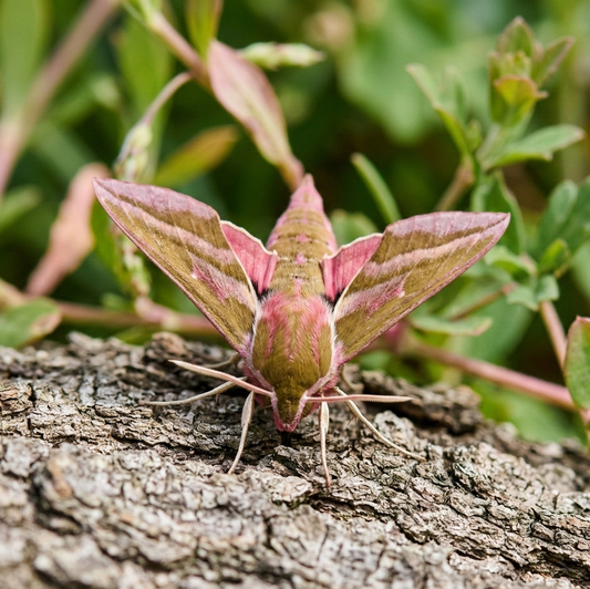 Deilephila porcellus (Kleiner Weinschwärmer)