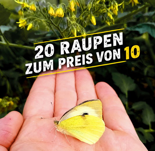 Kohlweißling (Pieris brassicae / rapae)