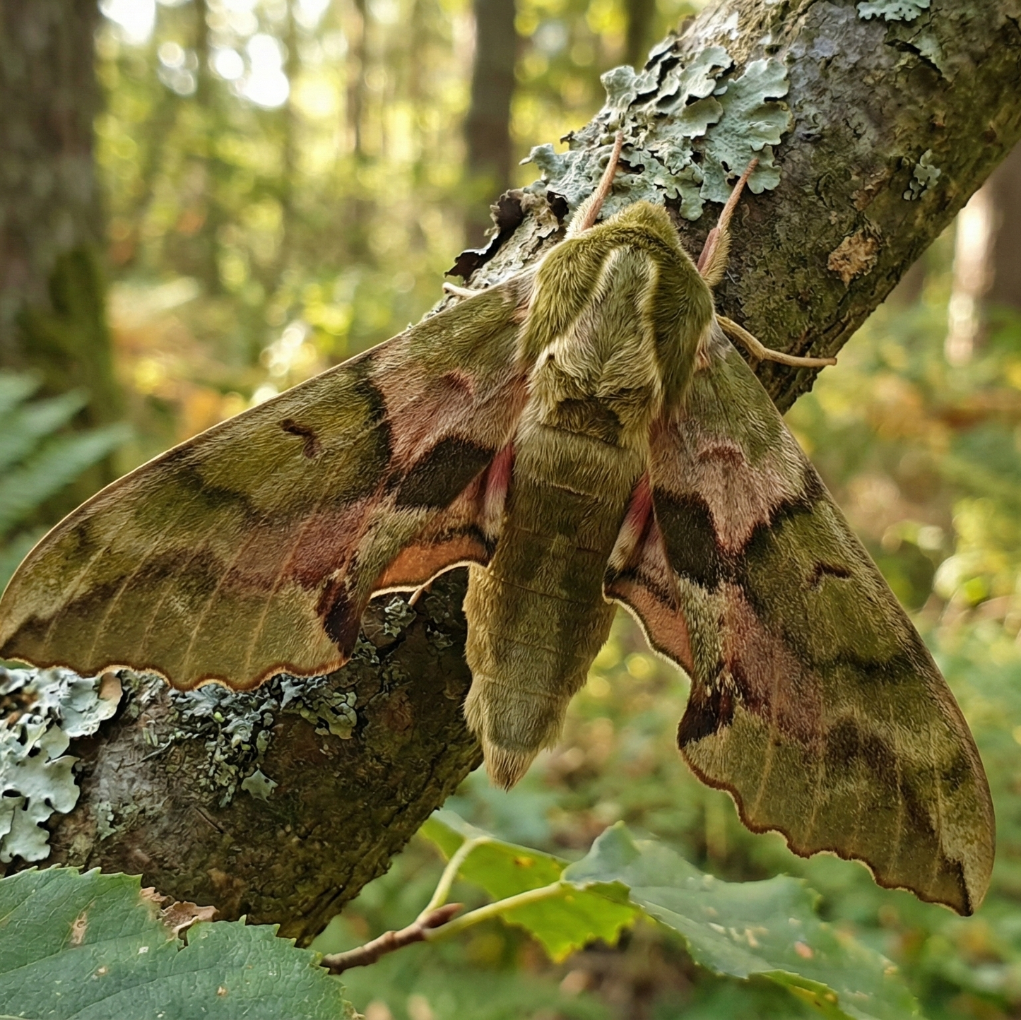 Lindenschwärmer (Mimas tiliae)