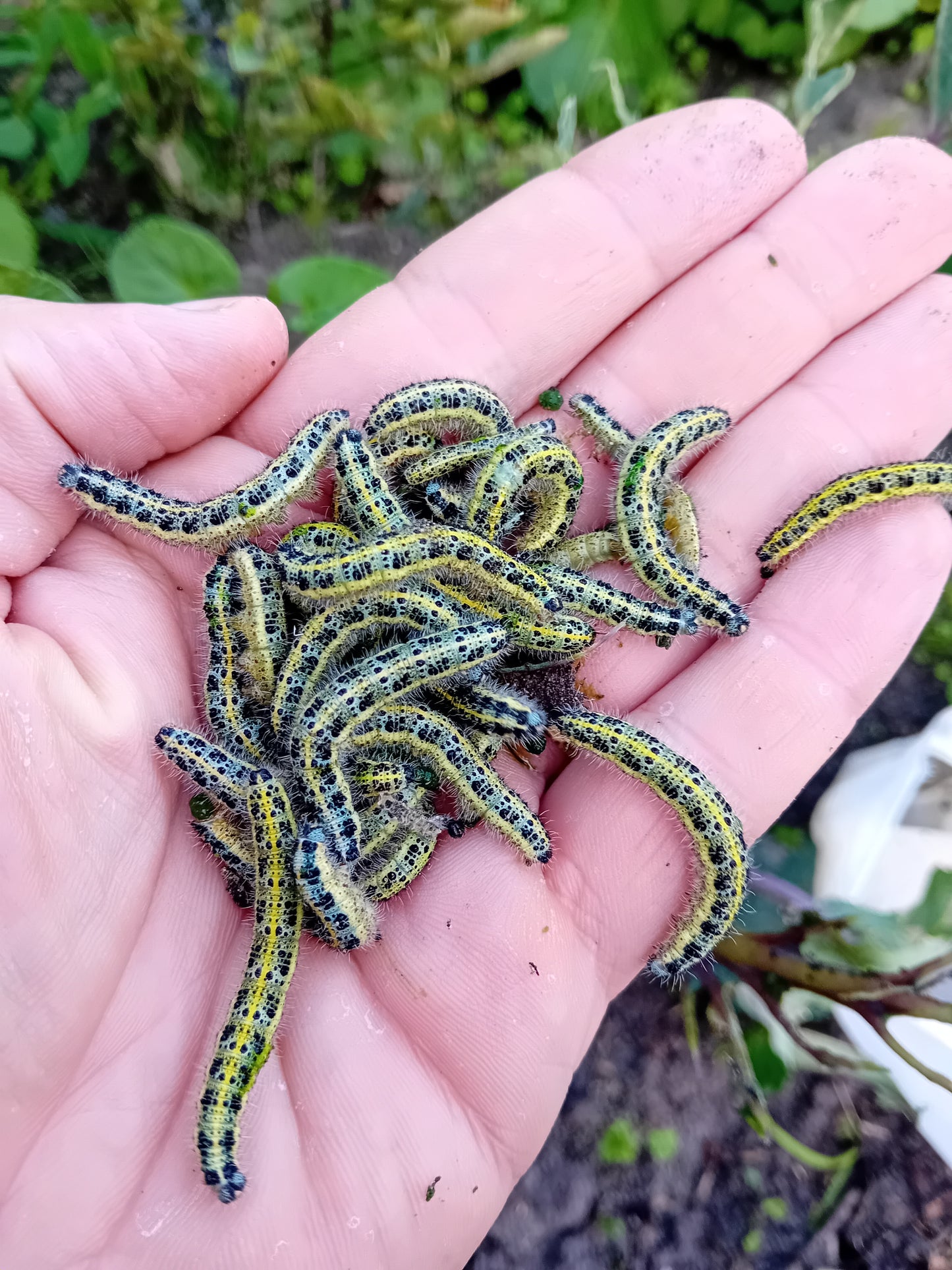 Kohlweißling (Pieris brassicae / rapae)