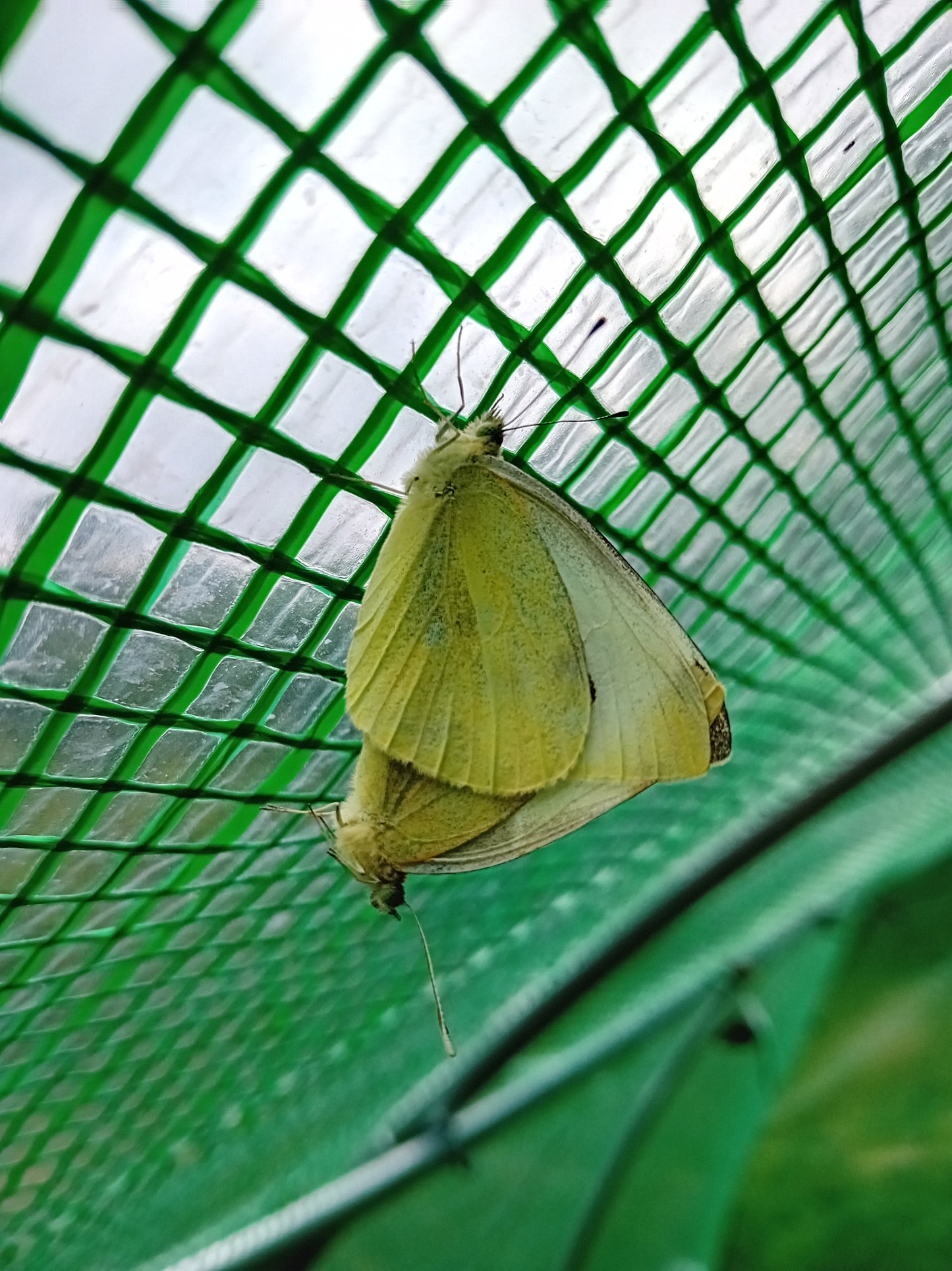 Kohlweißling (Pieris brassicae / rapae)