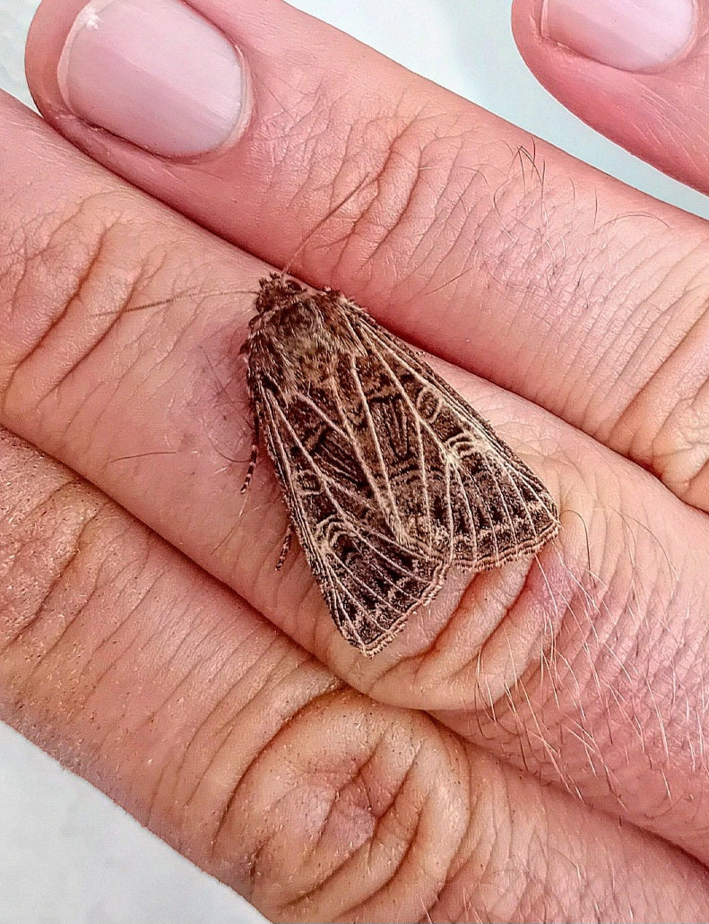 Große Raseneule (Tholera decimalis)