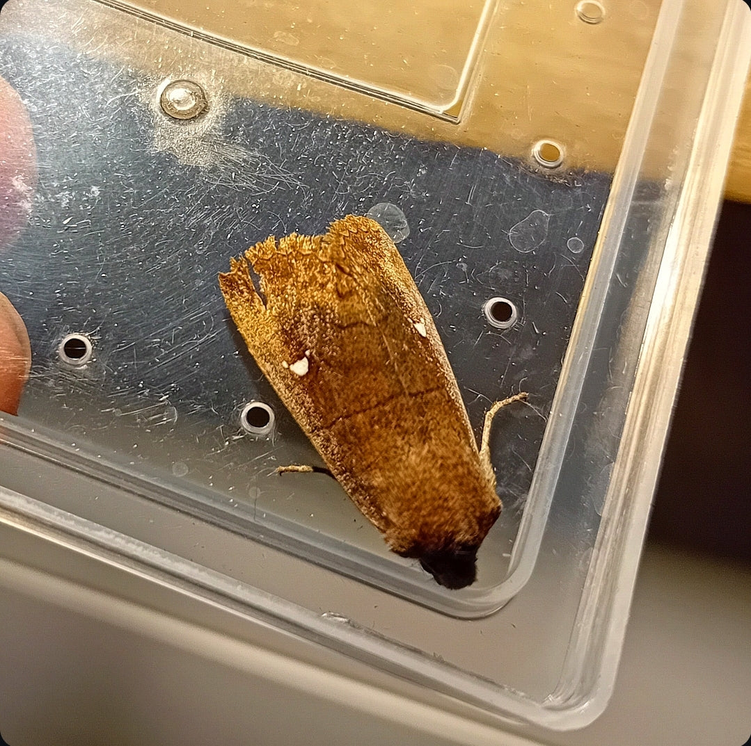 Satellit-Wintereule (Eupsilia transversa)