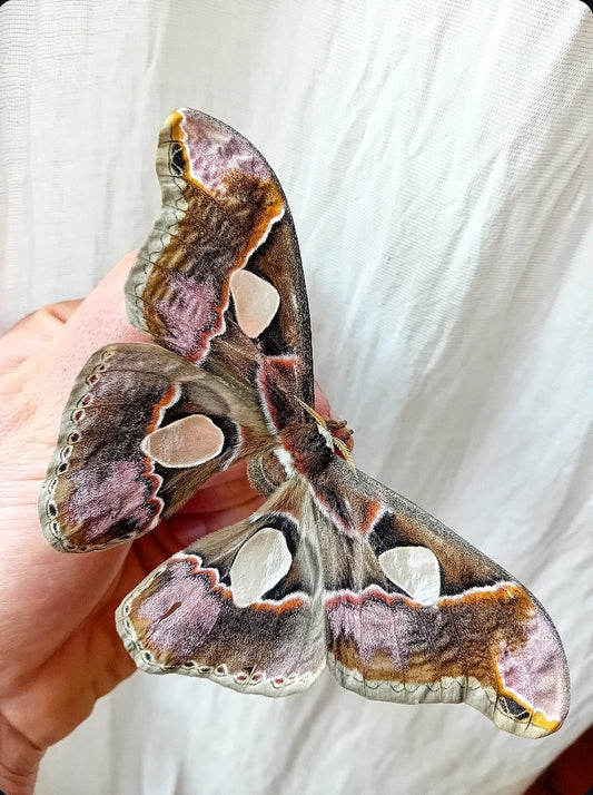 Rothschildia lebeau (inca)