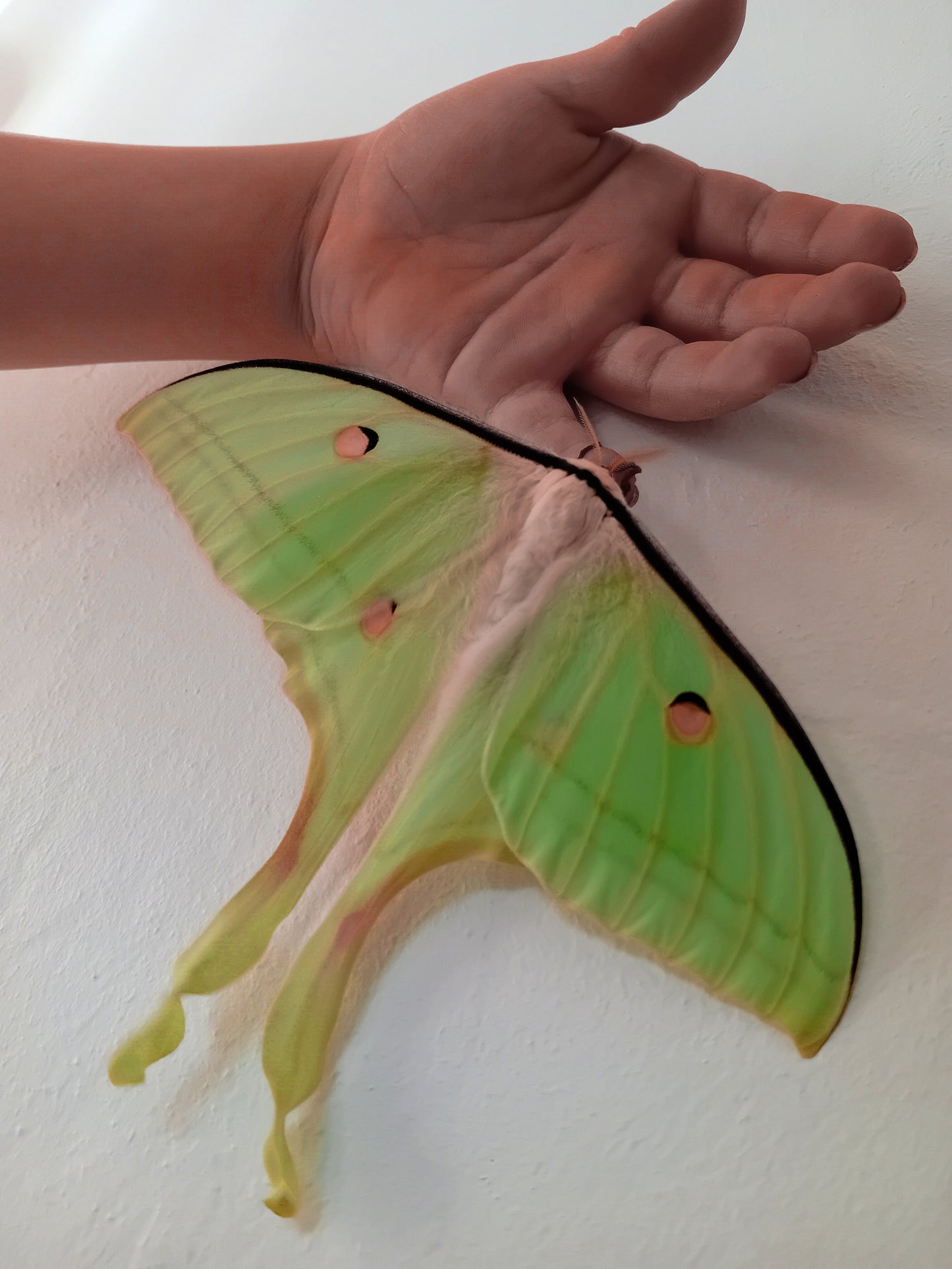 Indischer Mondspinner (Actias selene)