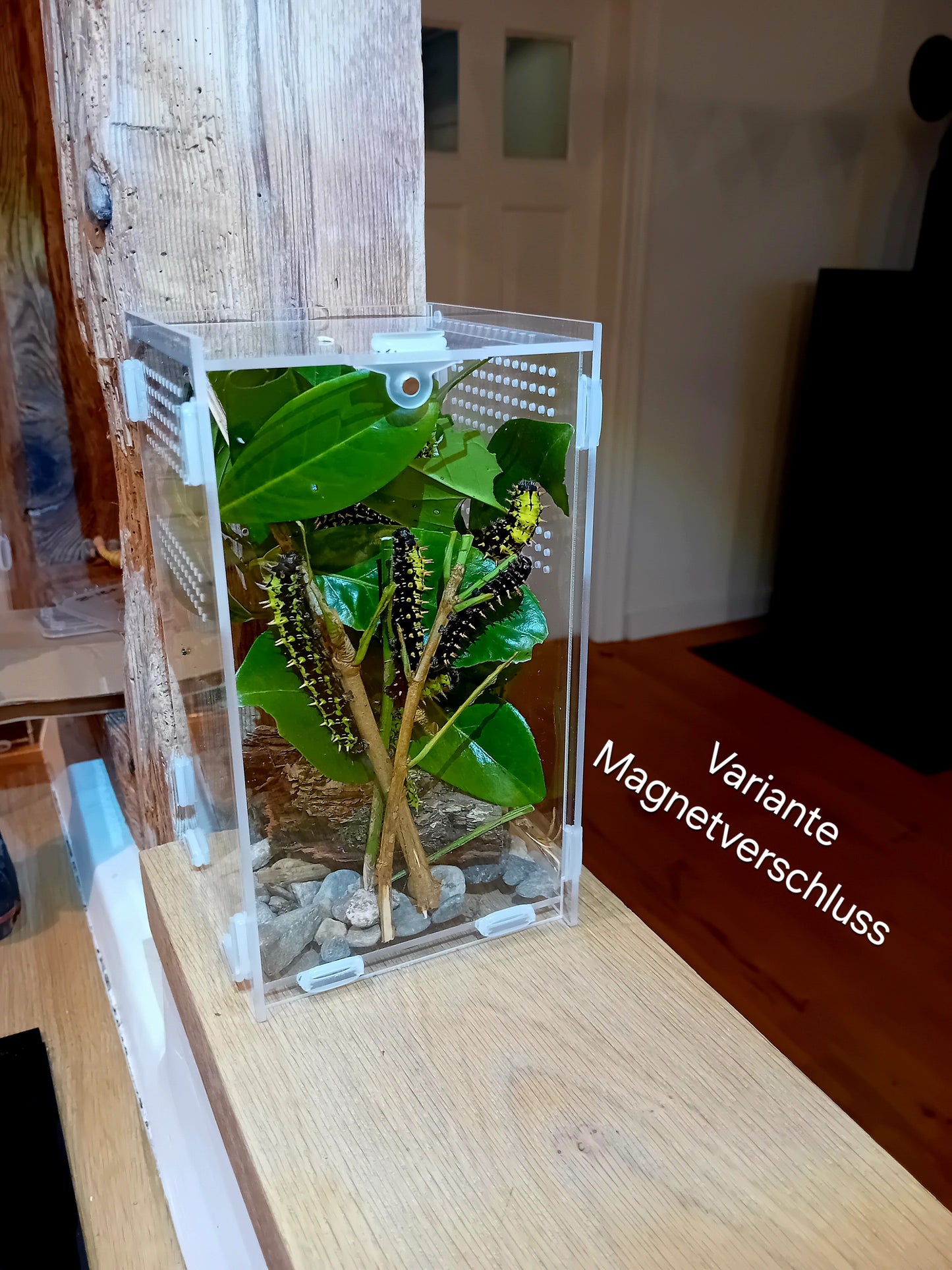 Beobachtungs-Terrarium für Raupen