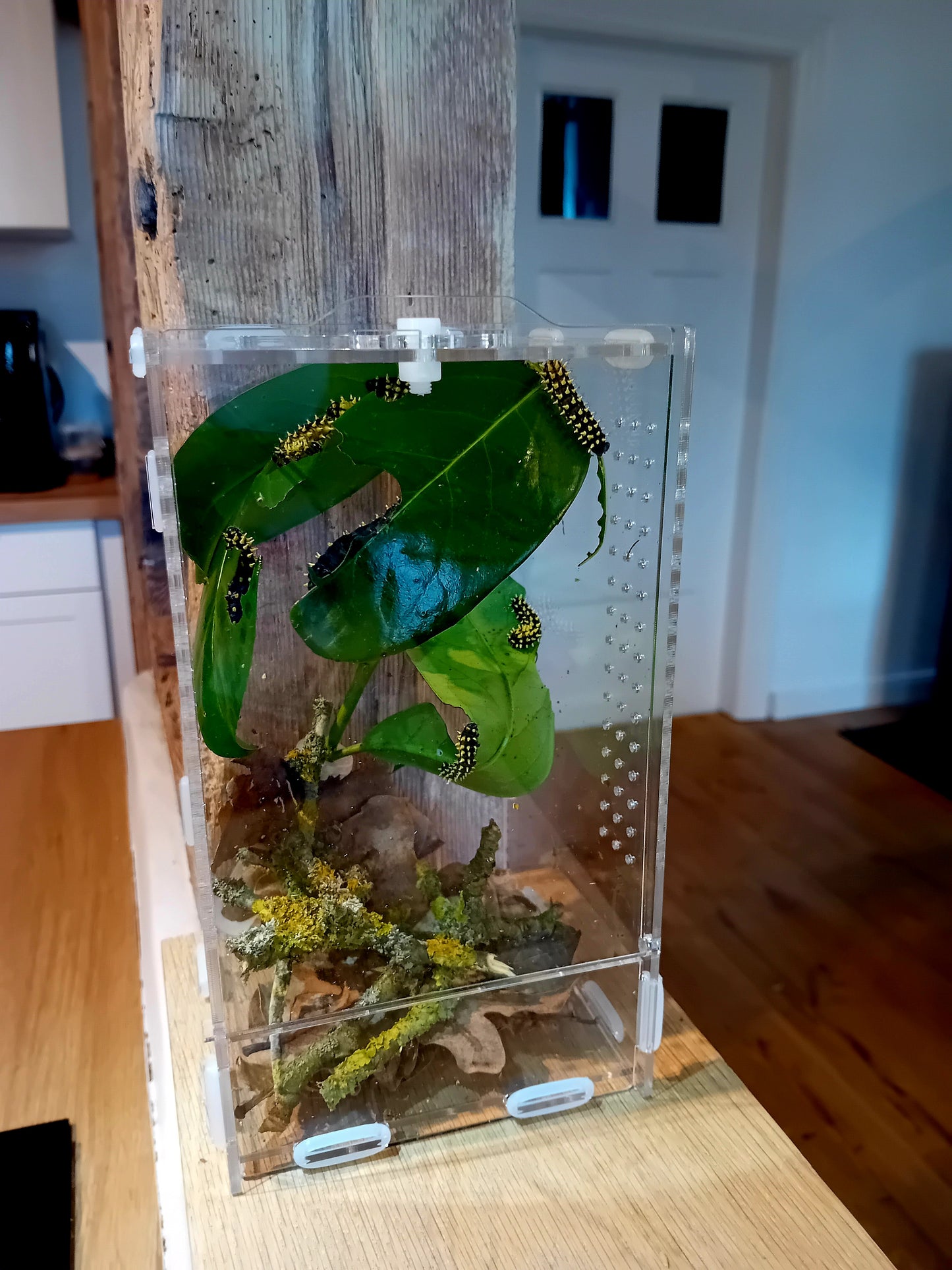 Beobachtungs-Terrarium für Raupen