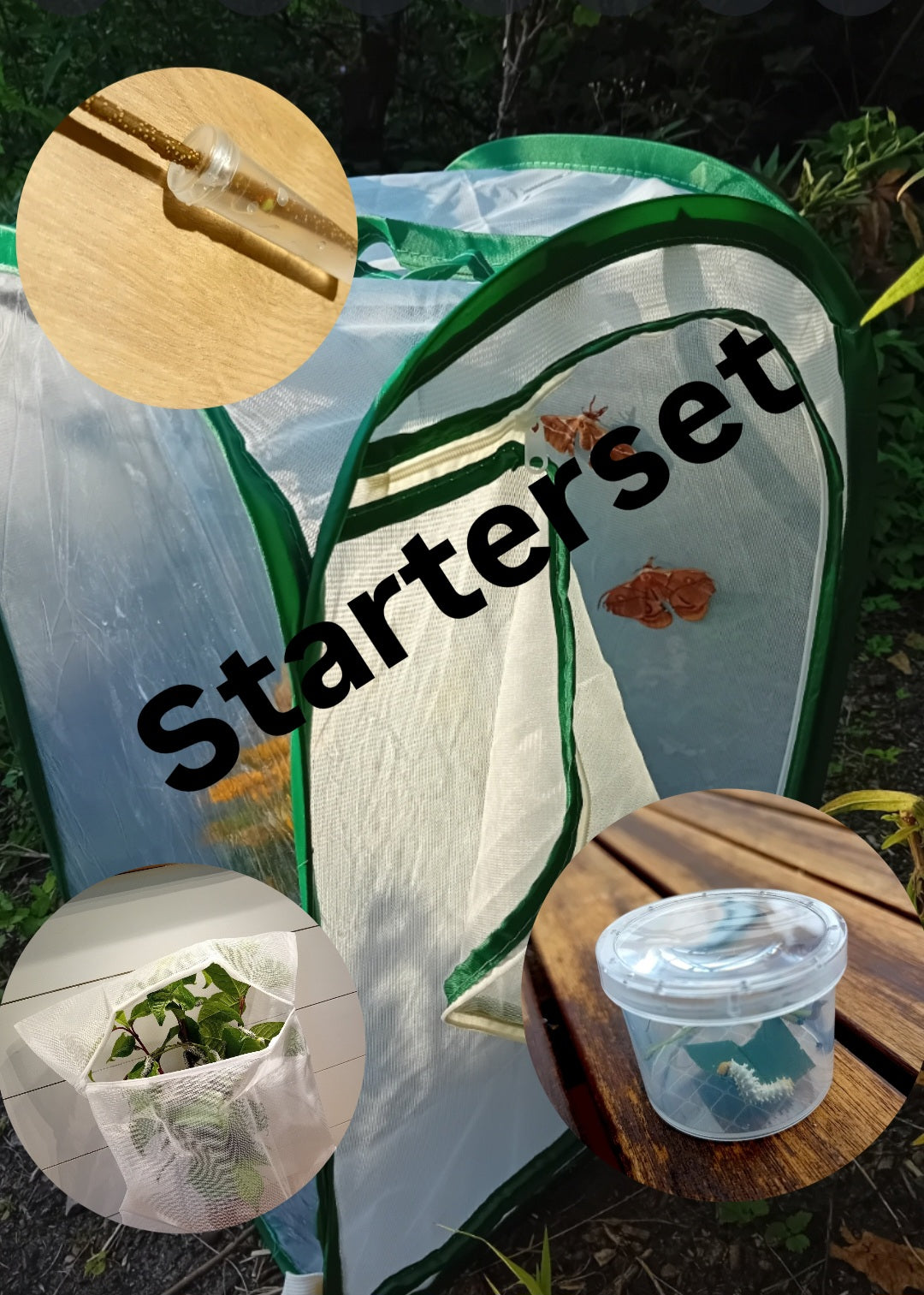 Starterset/Komplettset (Schmetterlinge) mit/ohne Eiern