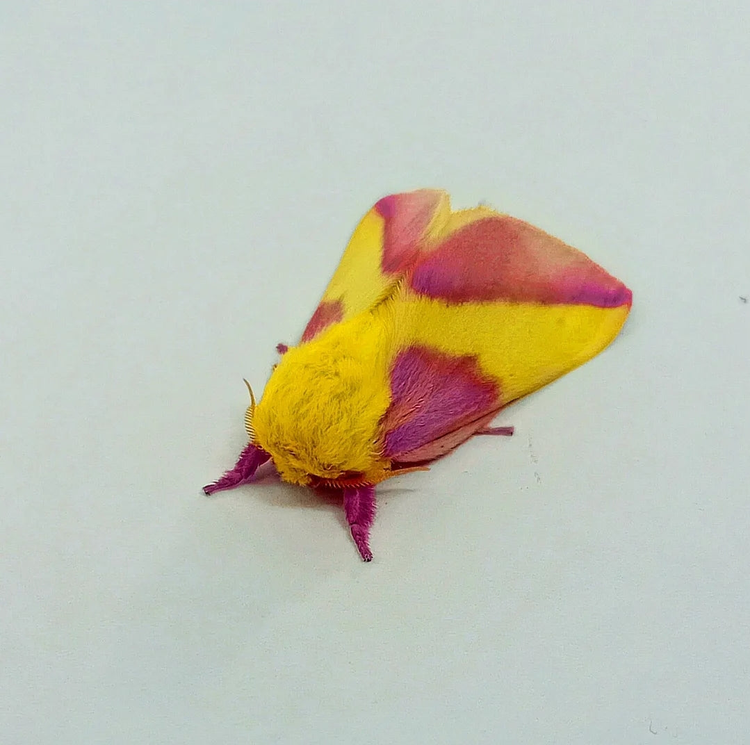 Rosy Maple Moth (Dryocampa rubicunda)