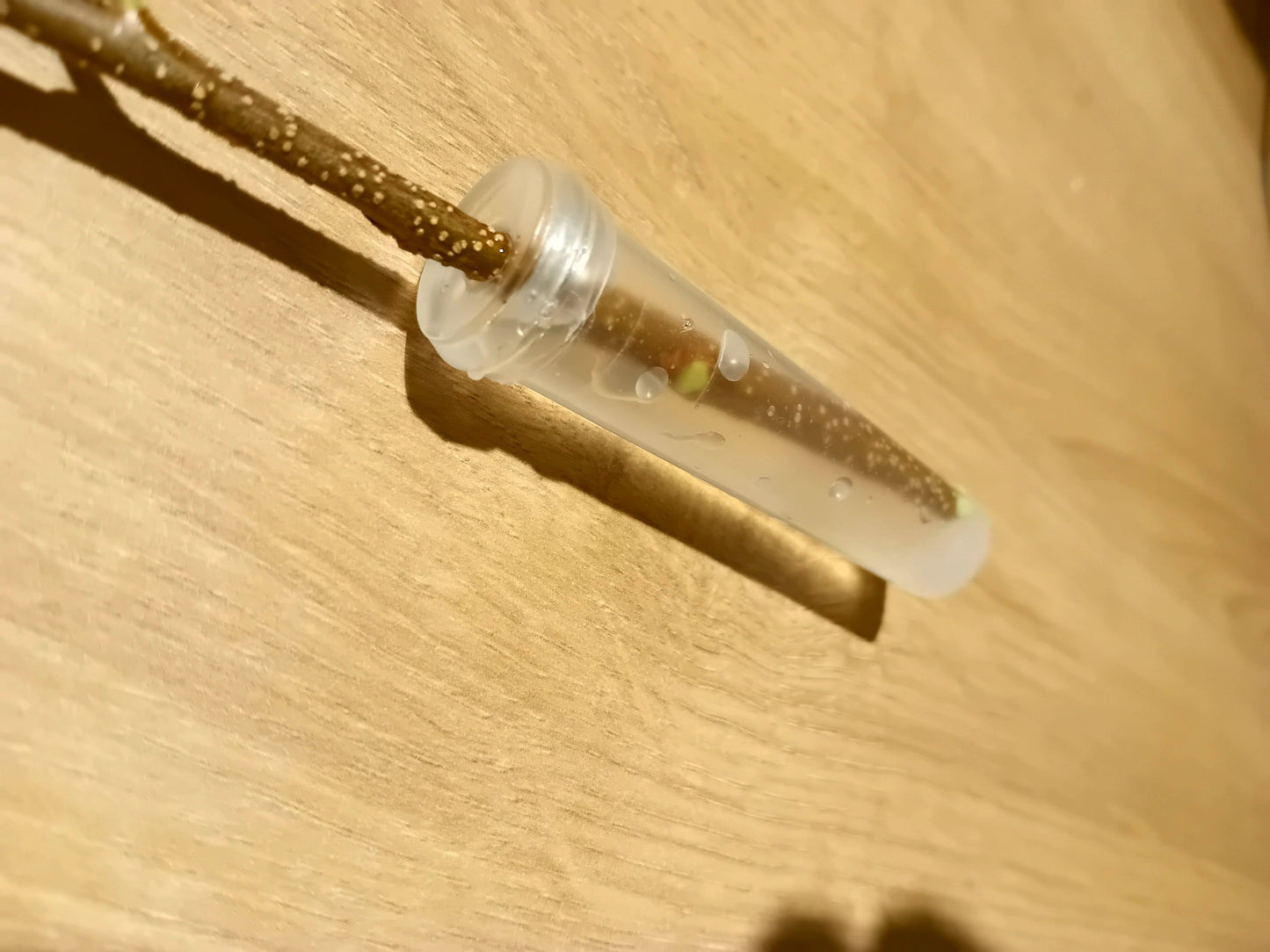 Starterset (Gespenstschrecken) mit/ohne Eiern