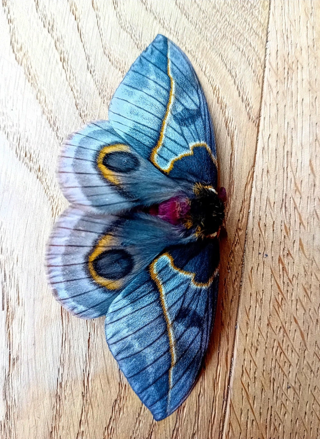 Automeris frankae