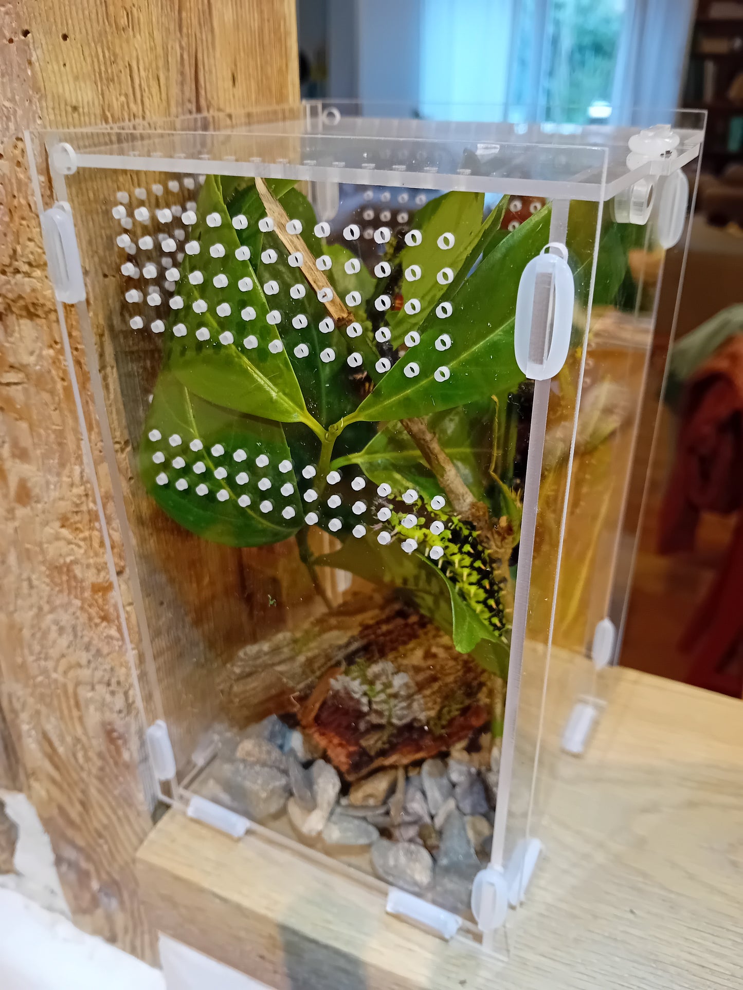 Beobachtungs-Terrarium für Raupen