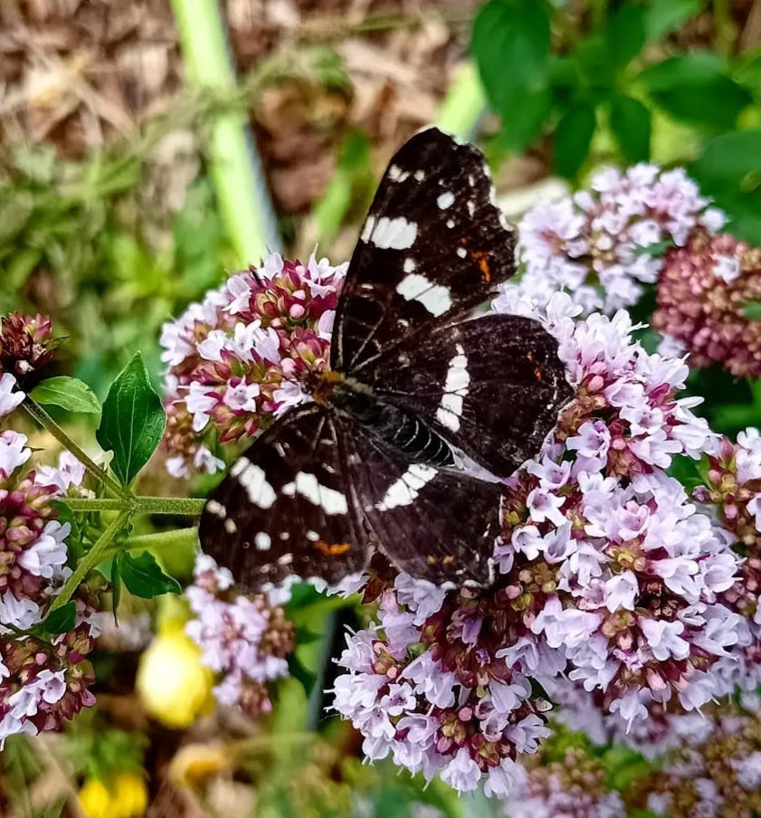 Landkärtchen (Araschnia levana)