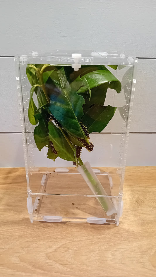 Beobachtungs-Terrarium für Raupen