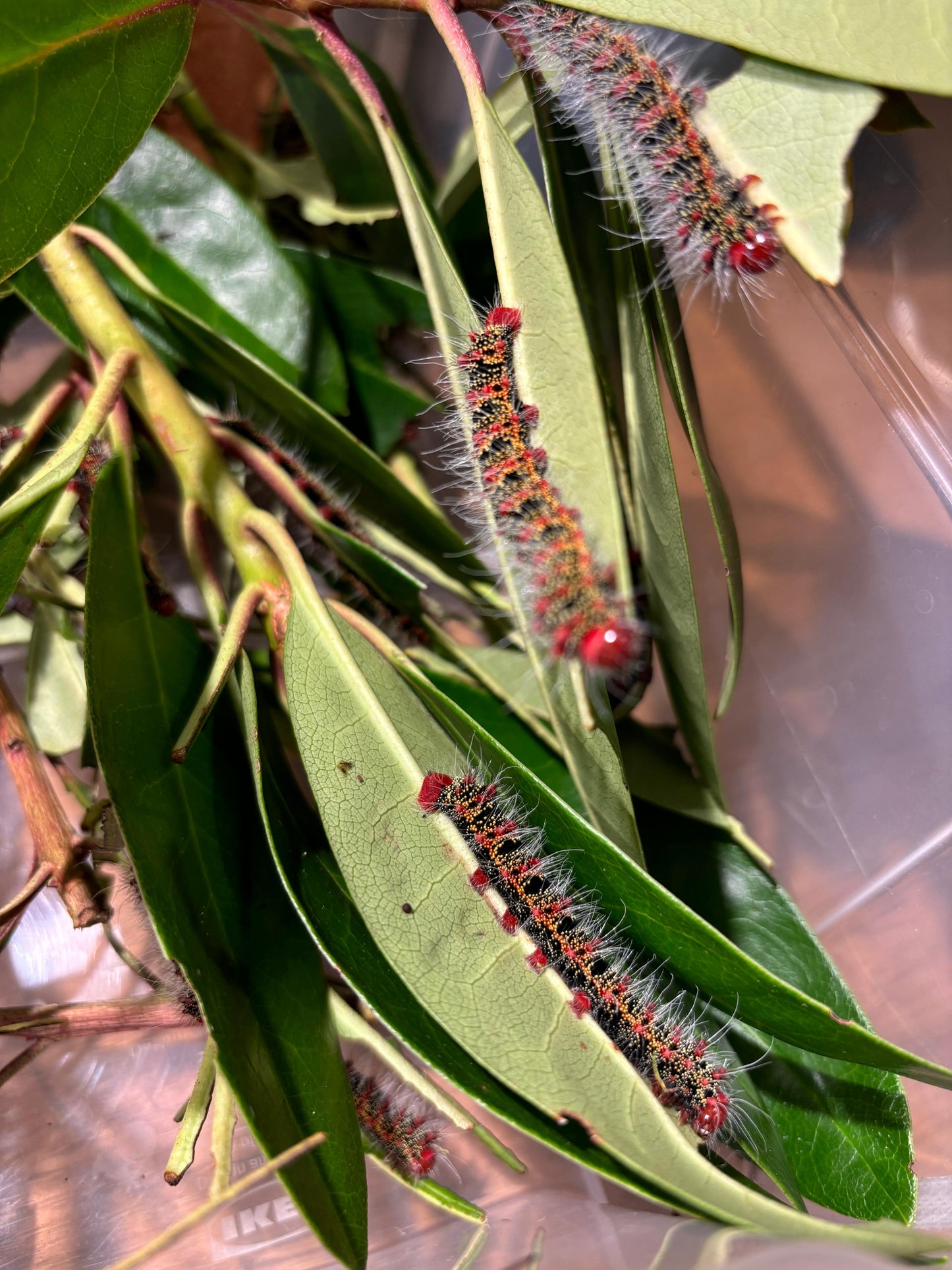 Cricula jordani