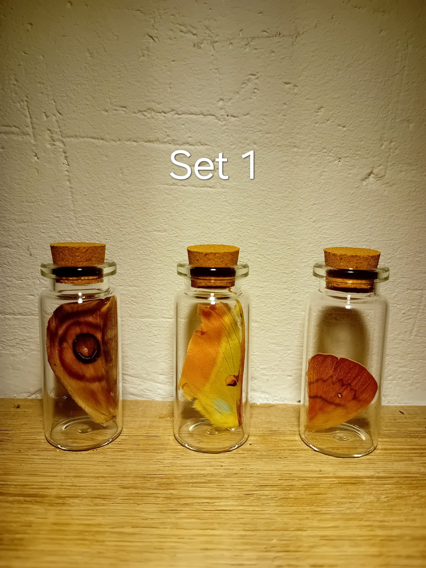 Echte Schmetterlingsflügel im Glas