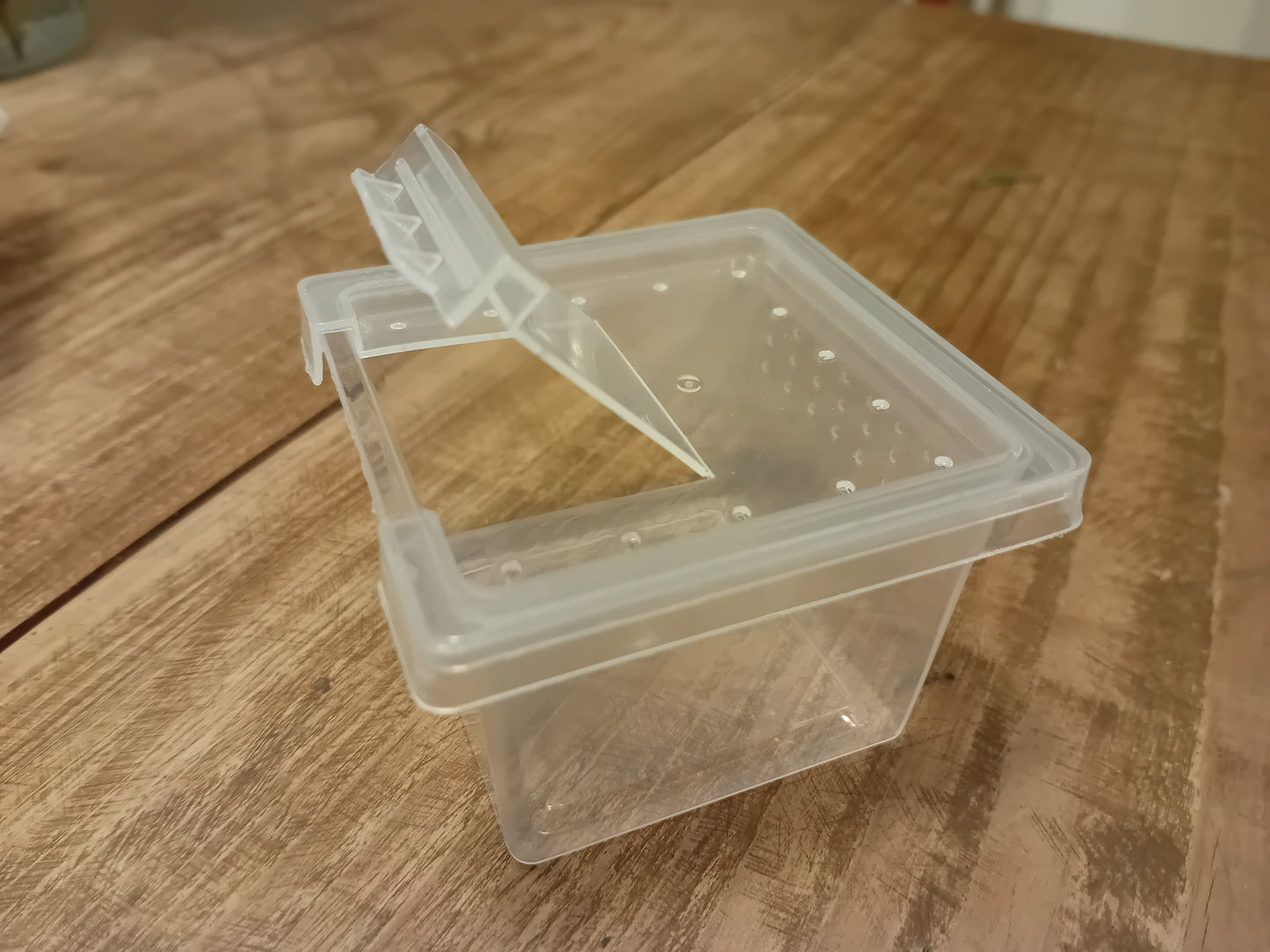 Starterset (Gespenstschrecken) mit/ohne Eiern