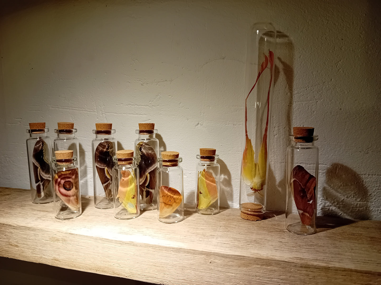 Echte Schmetterlingsflügel im Glas